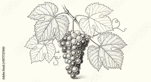 Vintage Grape Bunch Illustration with Leaves and Vine