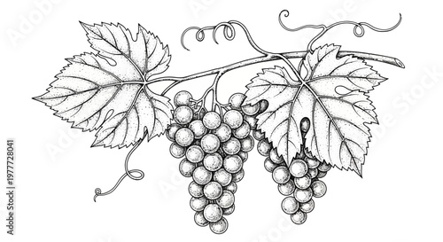 Vintage Grapevine Illustration: Two Bunches of Grapes with Leaves and Tendrils