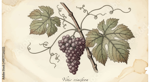 Vintage Vitis Vinifera Grapevine Branch with Leaves and Purple Grapes