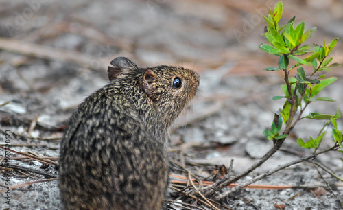 Cute Little Hispid Cotton Rat (Sigmodon Hispidus)