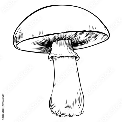 Mushroom growing from the ground with a detailed structure in black and white