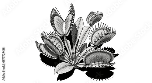 Closeup of a succulent plant with thick fleshy leaves