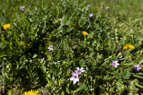 Gewöhnlicher Reiherschnabel (Erodium cicutarium)