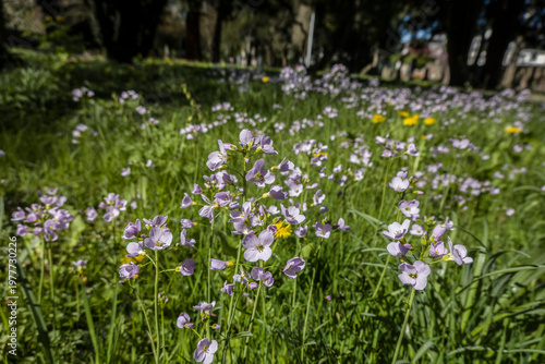 Wiesenschaumkraut (Cardamine pratensis)