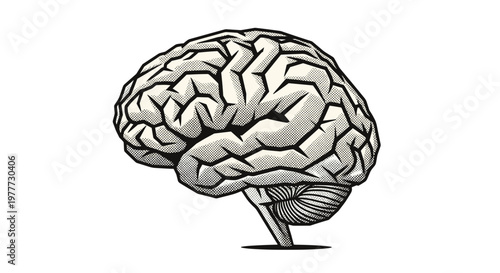 Detailed illustration of a human brain showing complex neural structures