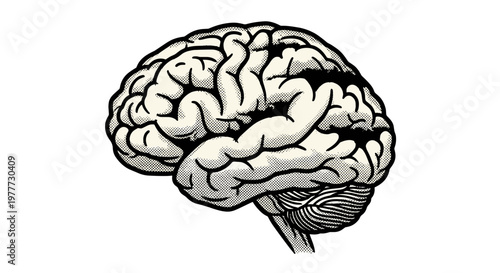 Detailed illustration of human brain showing complex neural structures