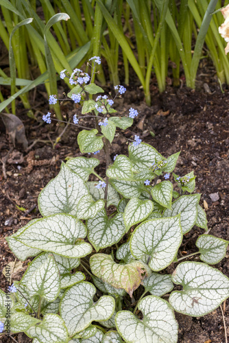 Kaukasus-Vergissmeinnicht - Brunnera macrophylla 'Jack Frost