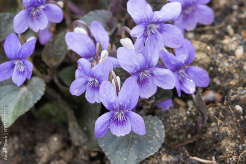 Labrador-Veilchen (Viola labradorica)