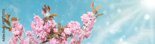 Blossoming spring tree branches with pink flowers against blue sky on sunny day. Banner design