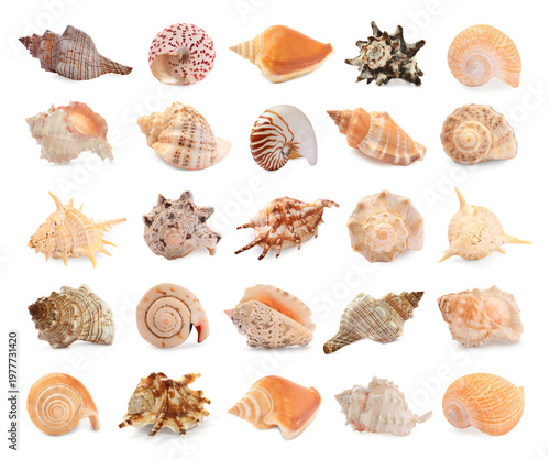 Foto Collection of beautiful seashells isolated on white