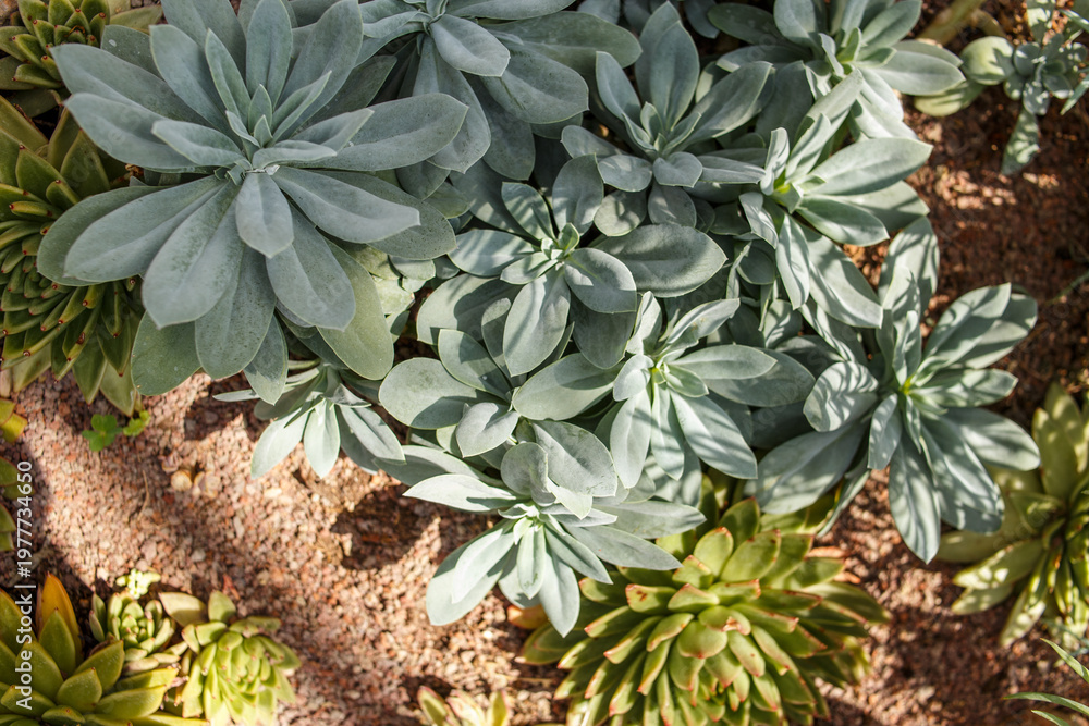 Fototapeta premium Top view of succulent garden arrangement with various echeveria and rosette plants. Decorative botanical composition with natural patterns and textures.
