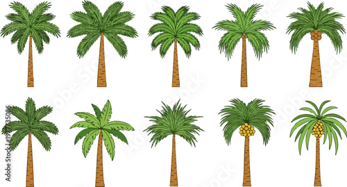 Tropical palm tree vector set, collection of 10 hand drawn exotic palms with green leaves, summer vacation beach flora icons for travel design