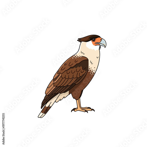 Detailed illustration of a majestic caracara bird, a regal raptor known for its distinctive appearance and intelligent gaze, depicted in a clean, isolated vector graphic style on a white background