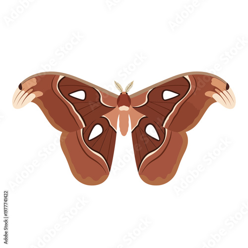 Beautiful minimalist illustration of a large brown moth with detailed wing patterns and distinctive markings, perfect for nature, wildlife, or insect-themed designs, isolated on a white background