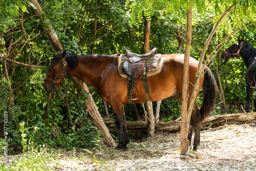 A horse with a saddle in the forest