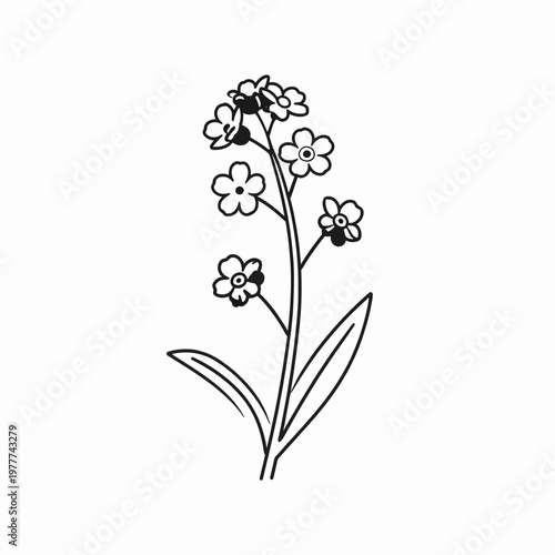 Minimalist flat vector illustration of a single delicate forget-me-not flower stem with blooming petals and buds, elegant botanical black line art isolated on white background for floral design.