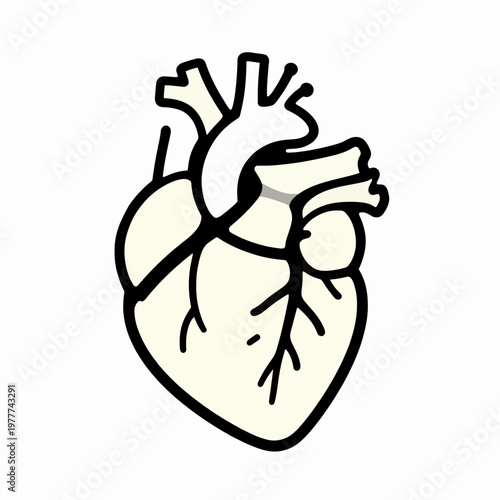 Anatomical Human Heart Flat Vector Illustration, Minimalist Medical Icon of a Healthy Organ for Healthcare and Cardiology Concepts, Isolated Single Graphic on White Background.