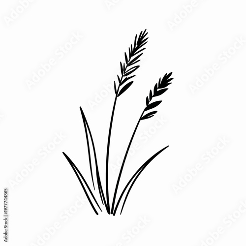 Minimalist flat vector illustration of a single tuft of wild meadow grass with clean hand-drawn black lines, isolated on a white background for nature and landscaping design concepts.