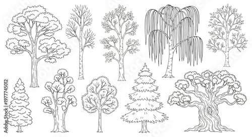 Collection of Hand-Drawn Tree Illustrations: Various Species and Styles