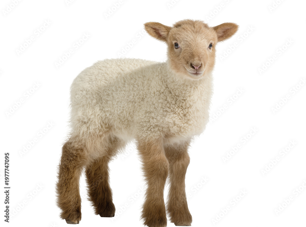 Fototapeta premium Isolated young lamb standing and looking at camera, fluffy animal with woolly coat