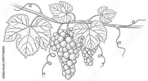 Vineyard Grapes Bunch Illustration