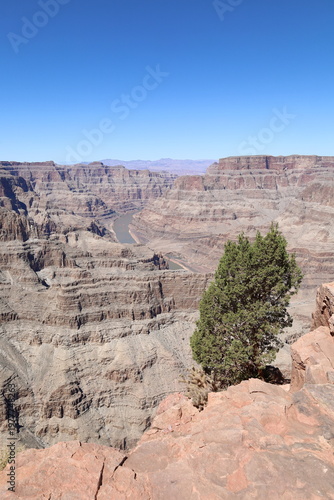Lonely tree and distant river at Grand Canyon National park