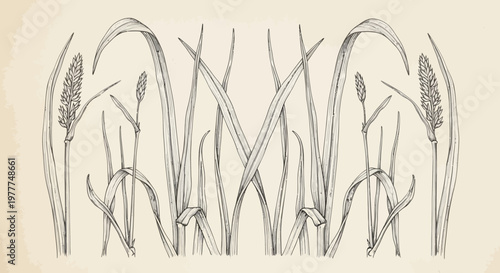 Vintage Botanical Illustration of Cattails and Reeds on Textured Background