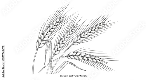 Vintage Wheat Stalks Drawing: Close-up Botanical Illustration of Cereal Grains