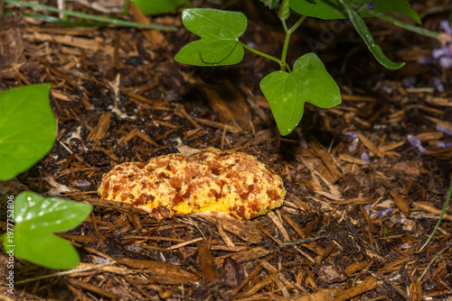 Dog Vomit Slime Mold - Fuligo septica