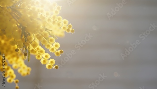 Bright Yellow Mimosa Blossoms Sunny Morning