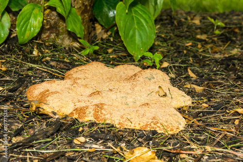 Dog Vomit Slime Mold - Fuligo septica