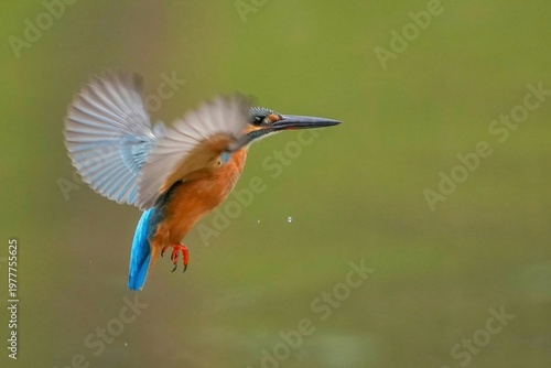 水面から飛び立つカワセミのホバリング。野鳥の決定的な瞬間と美しいコバルトブルーの羽