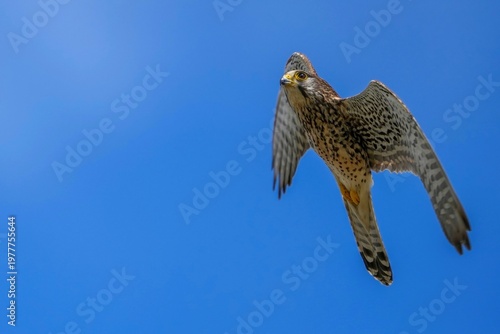 青空バックに頭上を悠々と舞うチョウゲンボウの飛翔シーン