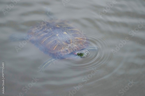 水面から顔を出すミシシッピアカミミガメと静かな波紋