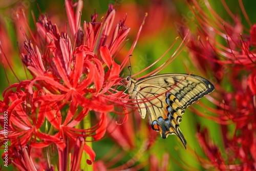 彼岸花（曼珠沙華）の蜜を吸うキアゲハ 秋の自然風景 クローズアップ