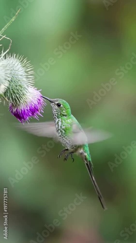 A hummingbird feeds on a purple flower in a lush green environment in this captivating video