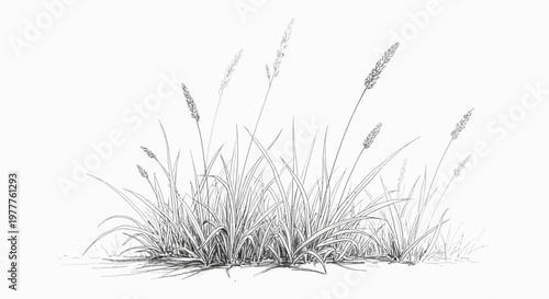 Detailed illustration of wild grass with seed heads, isolated on white background