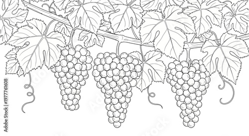 Vineyard Grapes Bunch - Black and White Line Drawing Illustration
