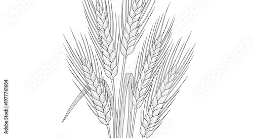 Barley ears sketch, hand-drawn illustration of golden grain stalks on a white background