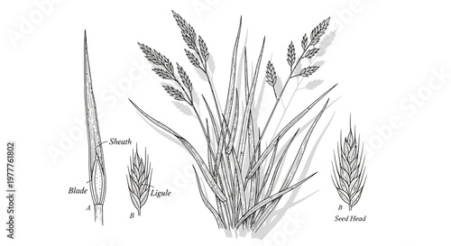 Detailed Botanical Illustration of a Grass Plant with Seed Head and Leaf Structure