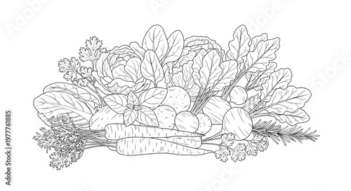 Fresh Garden Vegetables Sketch: Carrots, Radishes, Greens, Herbs - Healthy Eating Line Art