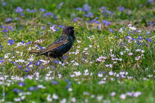 Canvas Print Common starling standing in a field of flowers.