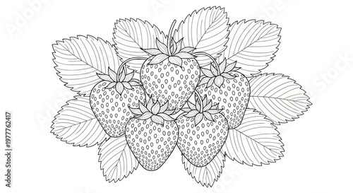 Fresh Strawberry Illustration - Hand Drawn Sketch with Leaves