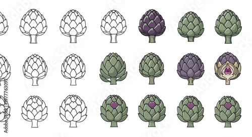 Artichoke Growth Stages: From Sketch to Full Color and Cut View