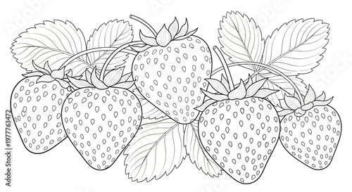 Hand-drawn outline of fresh strawberries with leaves, isolated on white background