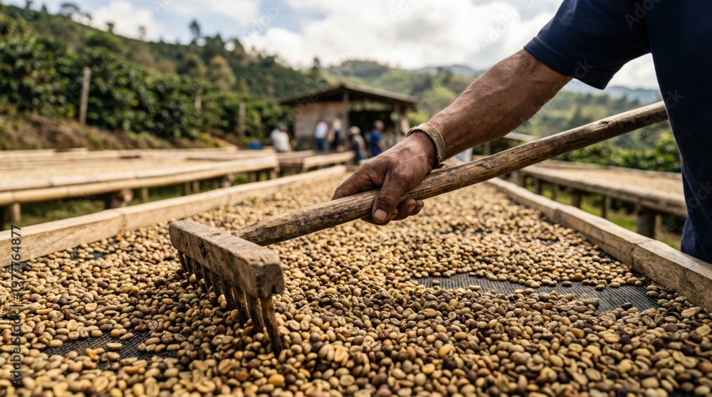 Fototapeta premium A worker treads carefully among sun-dried coffee beans, preparing them for processing on a picturesque Colombian farm surrounded by lush hills.