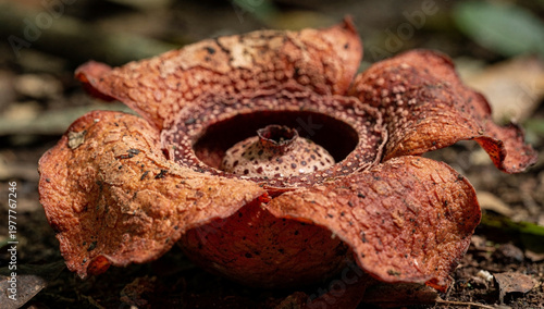 Rafflesia Arnoldii Giant Flower Blooming in Tropical Rainforest Close Up