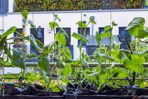 Multiple cucumber vines grow upward in a long balcony planter, supported by strings against the backdrop of a modern apartment building