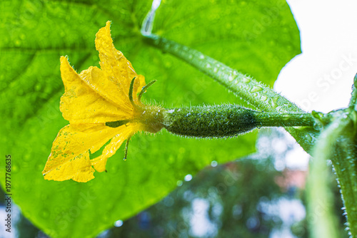 Closeup of a yellow cucumber flower with baby fruit, surrounded by green leaves with  water droplets after the rain. Balcony garden harvest