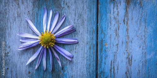 Close-up of a blue aster with yellow center, on rustic, peeling, painted blue wood planks